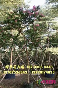 小叶紫薇
