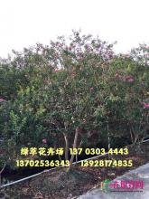 丛生小叶紫薇