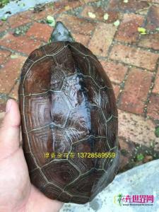 龟