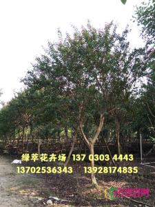 小叶紫薇