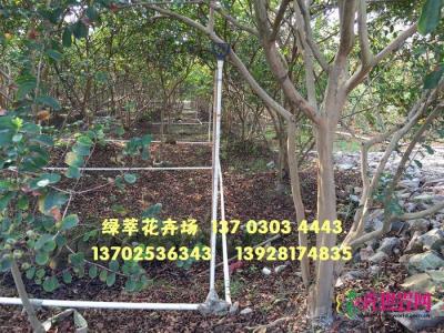 丛生小叶紫薇