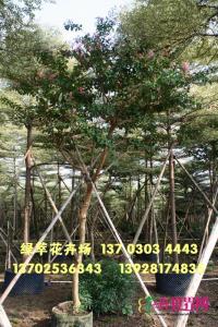 小叶紫薇
