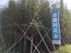 落羽杉