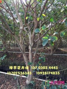 丛生小叶紫薇