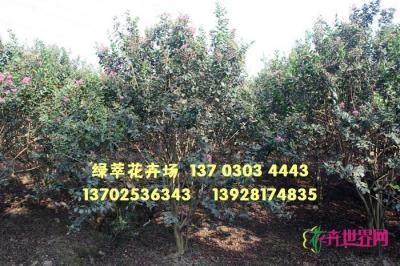 丛生小叶紫薇