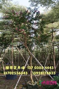 小叶紫薇
