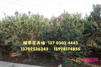 丛生小叶紫薇