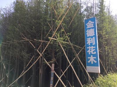 落羽杉