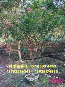 丛生小叶紫薇