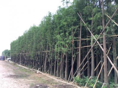 落羽杉
