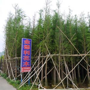 落羽杉