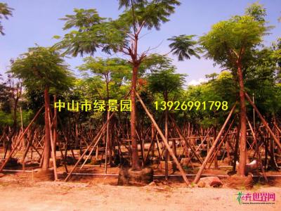 凤凰木