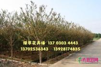 小叶紫薇