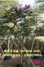 小叶紫薇
