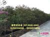 丛生小叶紫薇