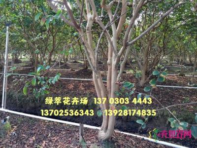 丛生小叶紫薇