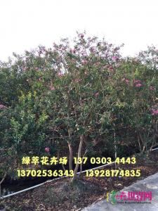 丛生小叶紫薇
