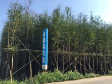 落羽杉
