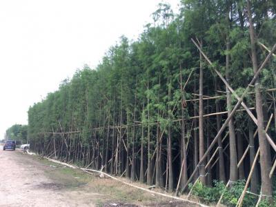 落羽杉