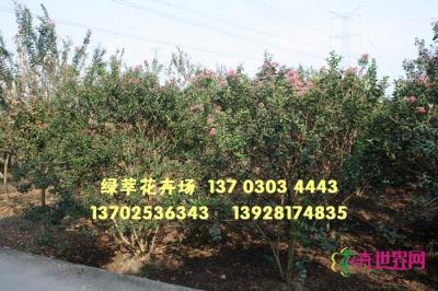 丛生小叶紫薇